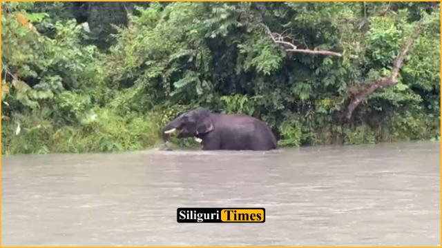 गाजलडोबा की तीस्ता नहर में हाथी ने जमकर की अठखेलियां, लोगों ने कैमरे में कैद किया नजारा