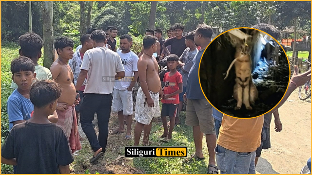 फुलबाड़ी के पुटिमारी में तेंदुए की दहशत से मचा हड़कंप