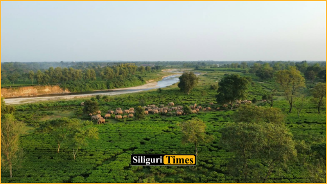 रेलवे ट्रैक पार कर रहा था हाथियों का झुंड, तभी आ गई ट्रेन, वनकर्मी ने लाल कपड़ा दिखाकर ट्रेन को रुकवाया
